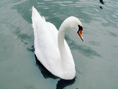 Mute Swan